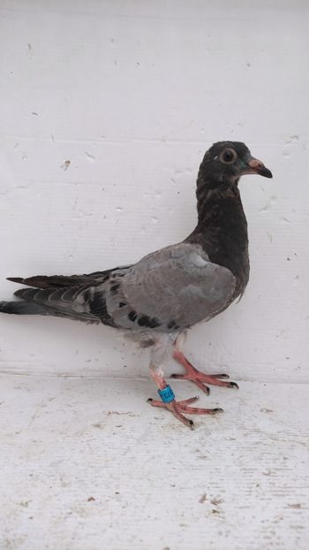  - De vânzare voiajori pui 2022