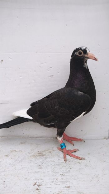 vandut 78buc - De vânzare voiajori pui 2022