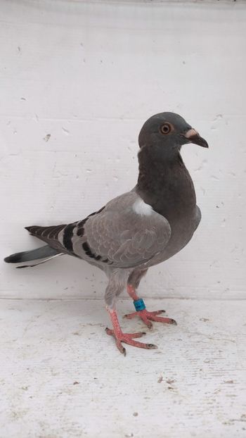 vandut - De vânzare voiajori pui 2022