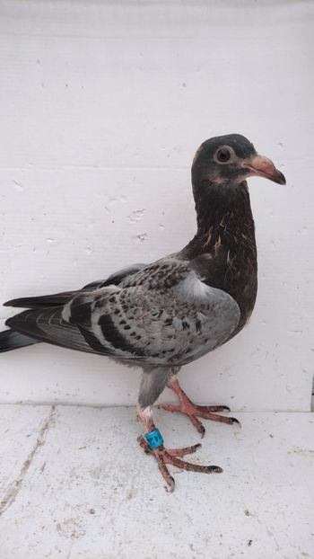 vandut - De vânzare voiajori pui 2022