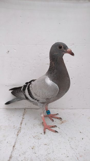 vandut - De vânzare voiajori pui 2022