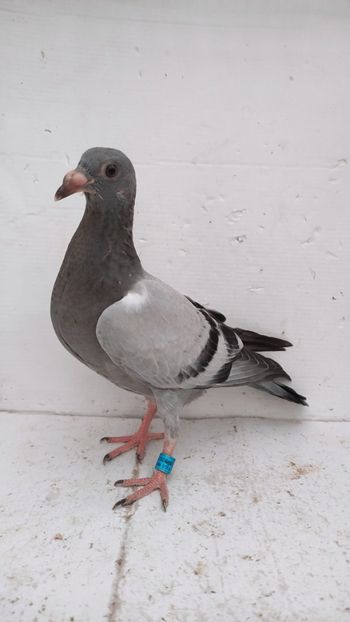 vandut - De vânzare voiajori pui 2022