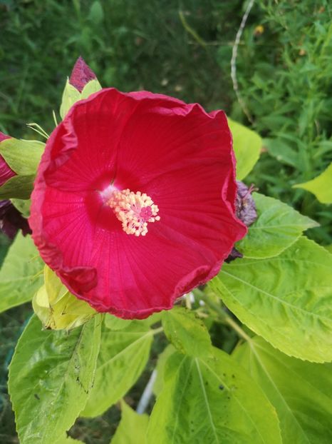 HM Luna rosu - Gradina flori 202t