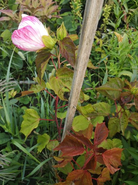  - Gradina flori 202t