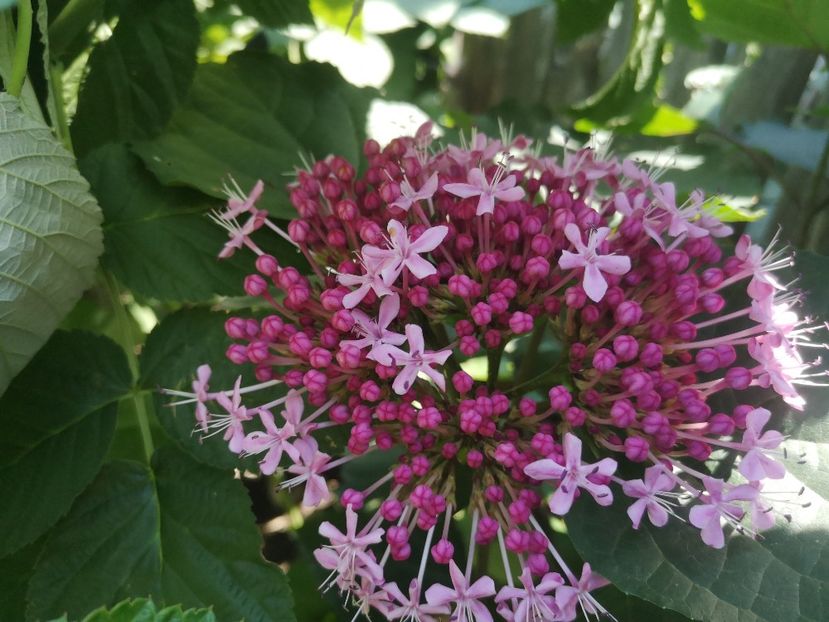  - Gradina flori 202t