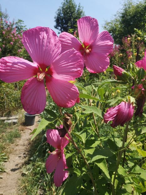  - Gradina flori 2025