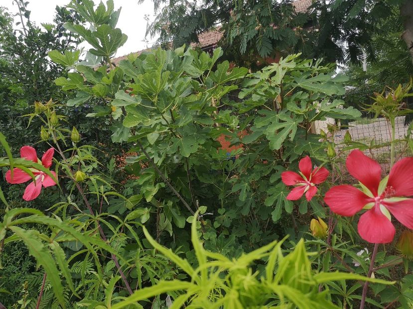  - Gradina flori 2025