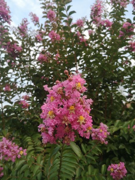 lager roz deschis Sioux - arbori ornamentali 2022