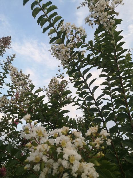  - arbori ornamentali 2022