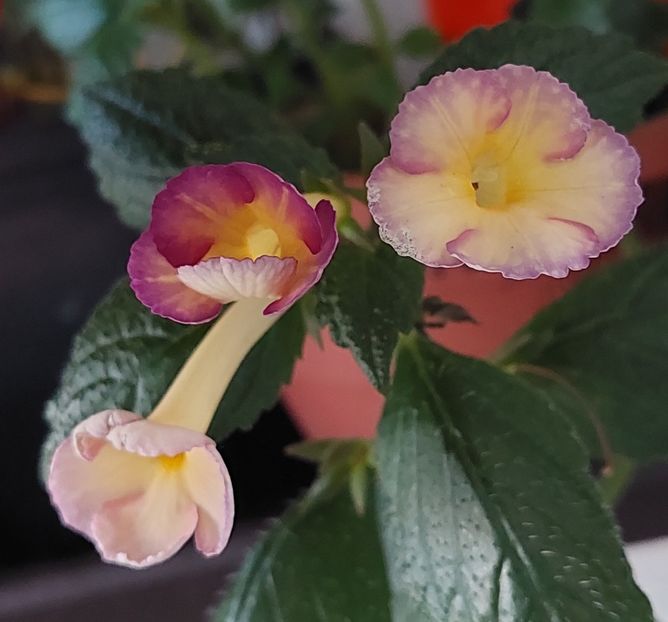 HONEY QWEEN - AAA RIZOMI ACHIMENES DISPONIBILI -2023