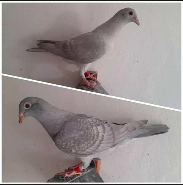  - Nu îmi aparțin 5