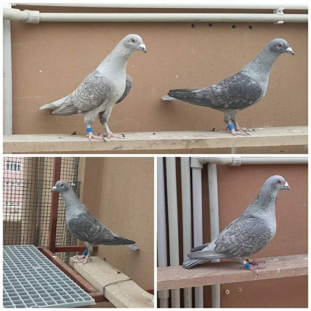  - Nu îmi aparțin 5