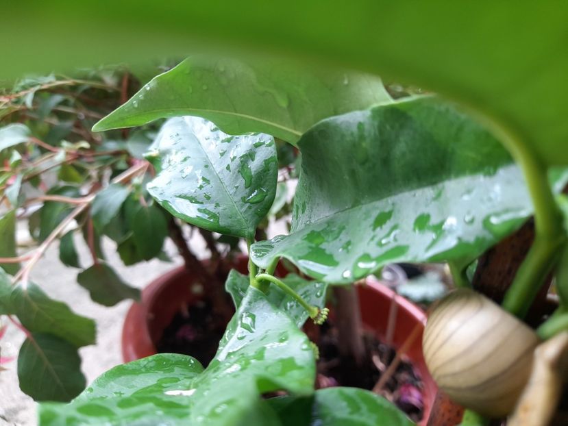  - 111 Bucurii pentru suflet 2022