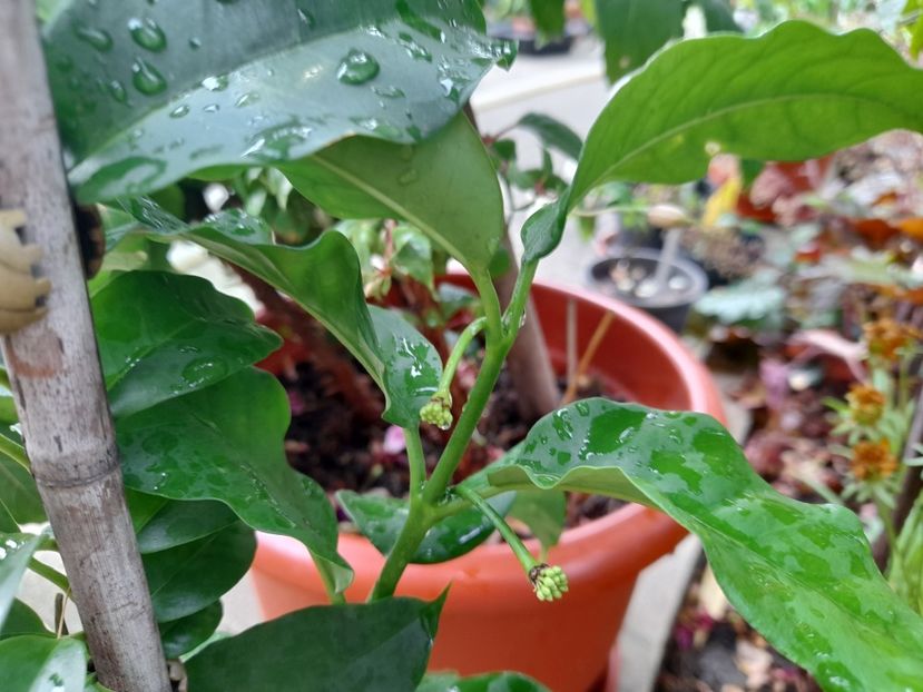 Hoia multiflora ! ❤❤❤pentru....... - 111 Bucurii pentru suflet 2022