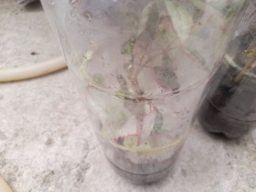 coperi rose incercari - 111 Bucurii pentru suflet 2022