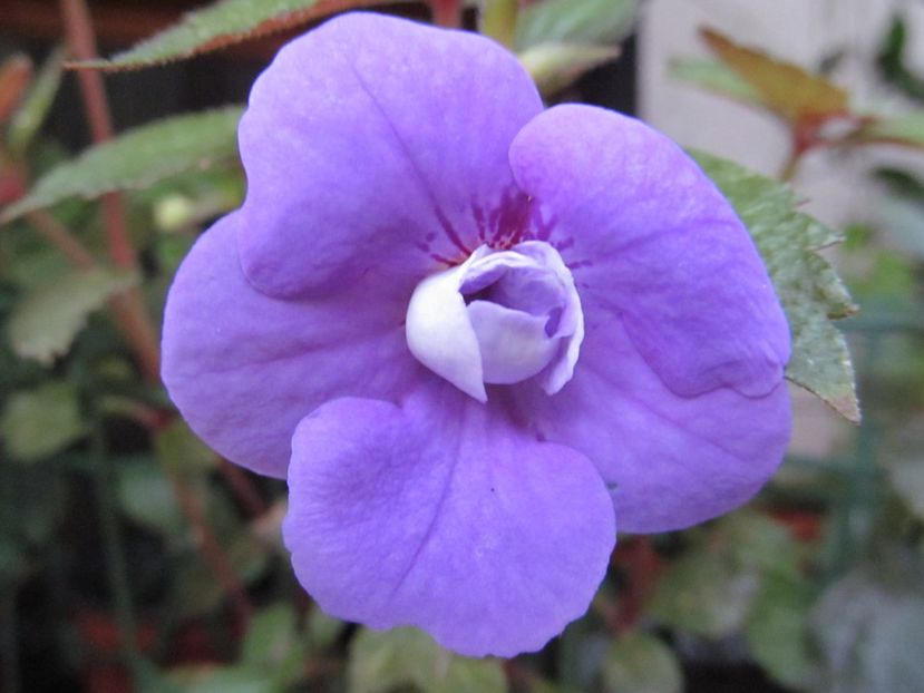 Illya Melnick - ACHIMENES 2022