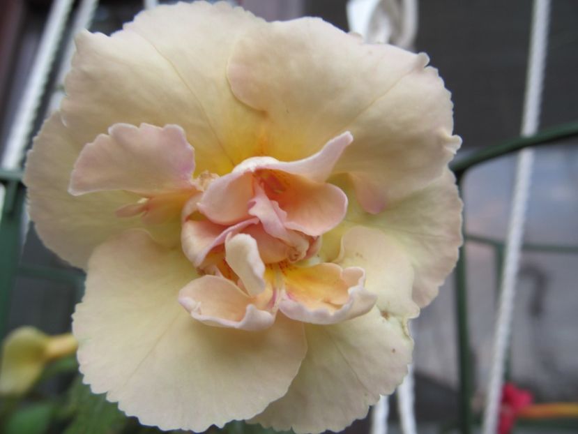 Y.E.R. - ACHIMENES 2022