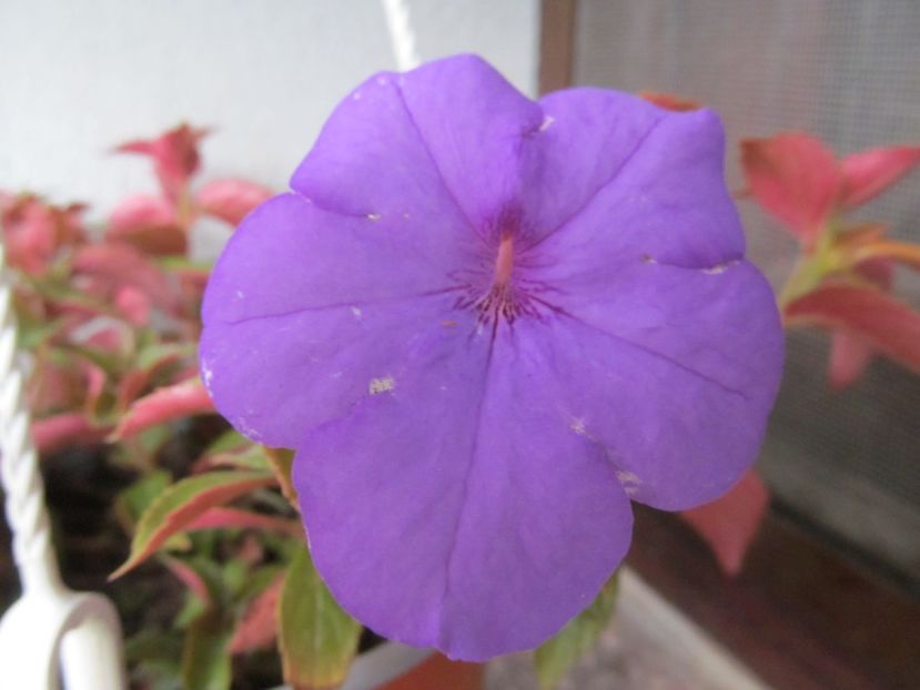 Iona - ACHIMENES 2022