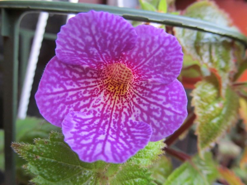 Lionheart - ACHIMENES 2022