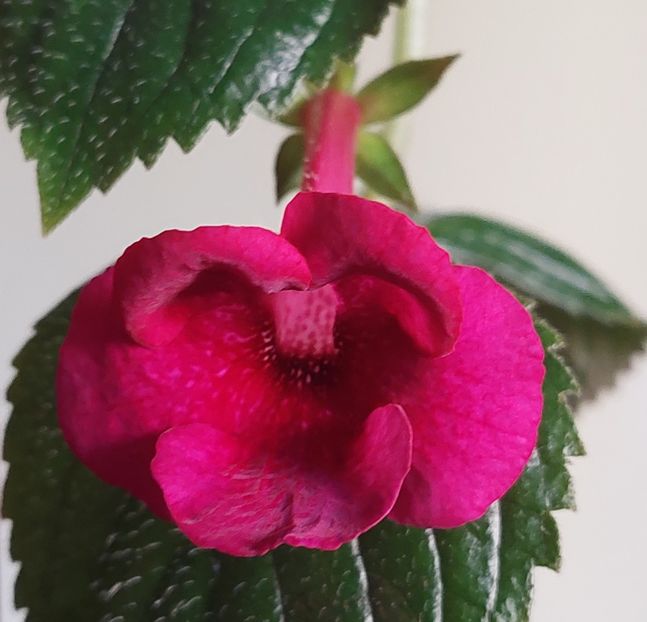 BRID-S SILVIA MARINOVICI - AAA RIZOMI ACHIMENES DISPONIBILI -2023