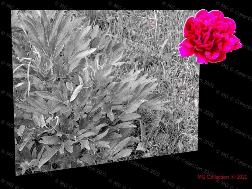 Bujori-Peonys 01 - DECO ART