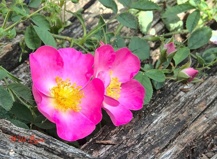 Maces - FLORI - FLOWERS