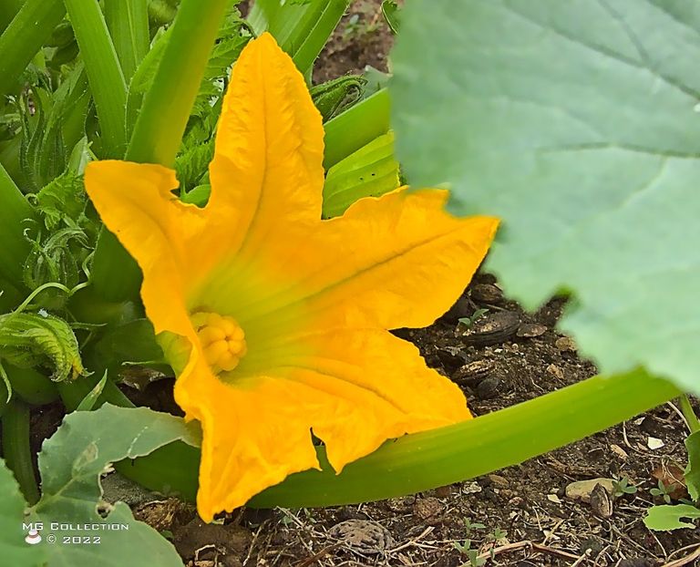 dov5370 - FLORI - FLOWERS