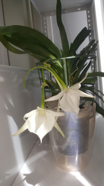 angraecum "Lady Lisa"x sesquipedale - Orhidee_3_monopodiale