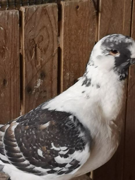  - Porumbei americani