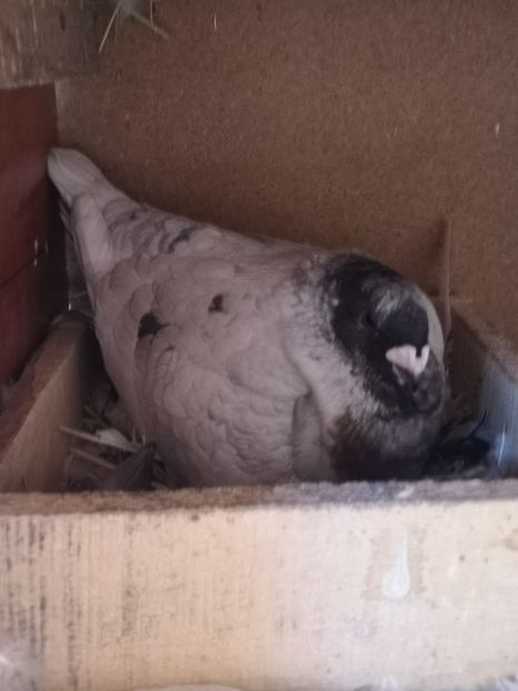  - Porumbei americani