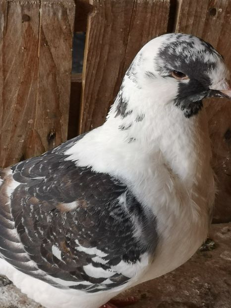  - Porumbei americani