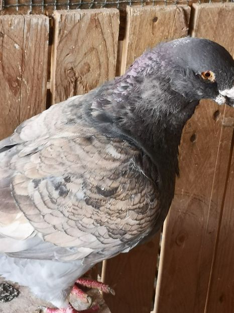  - Porumbei americani