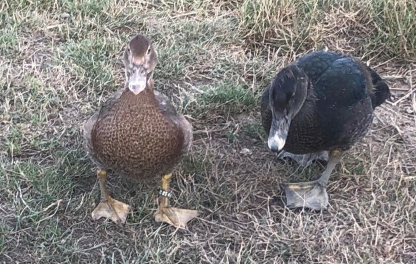 Peteche - 00001De vanzare