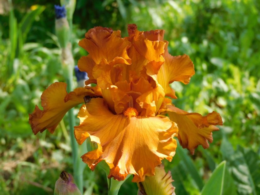 Golden panther - xx Colectie irisi