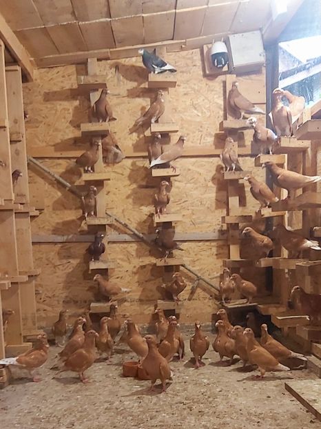  - Voiajorul cravatat romanesc