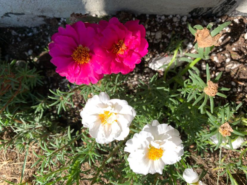  - Jurnalul gradinii 2022