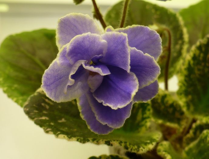 P1210962 - Sansoucy Coco