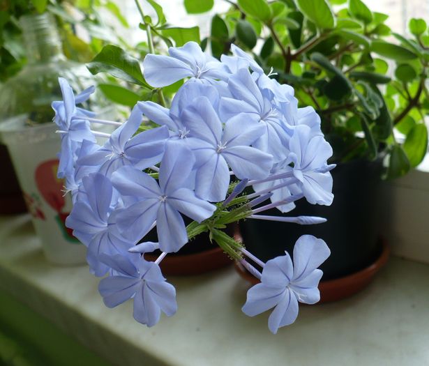 P1210954 - PLUMBAGO