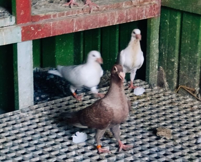  - Voiajori stil vechi