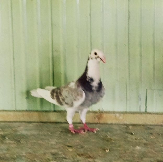  - Voiajori stil vechi