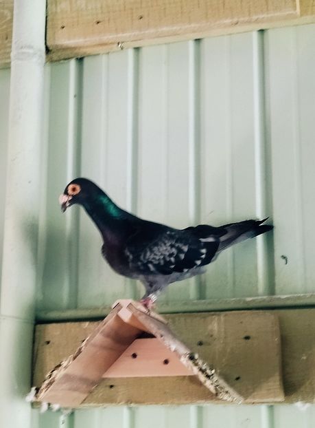  - Voiajori stil vechi