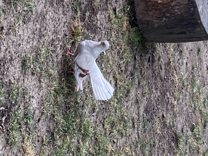 8B4D08A0-708A-4C13-AC40-C0F881556817 - Zburători Argintii