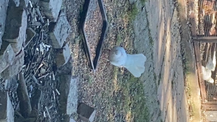 4F2AC1AC-712A-48C8-88C0-3D19440763EC - Zburători Argintii