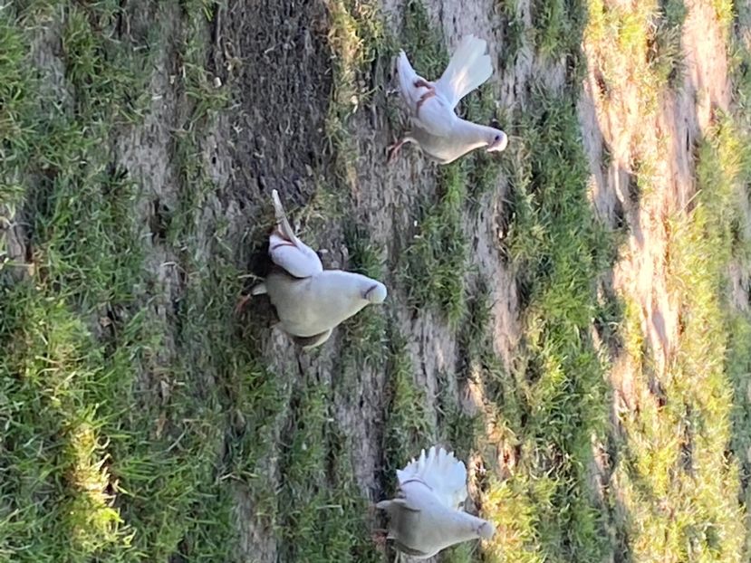 6B9D83E9-37F0-4F77-A01D-0F40E24A5161 - Zburători Argintii