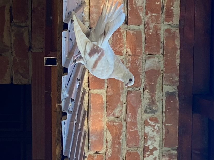 812D270F-4C7D-40B7-B974-56A3DDE6E27D - Zburători Argintii