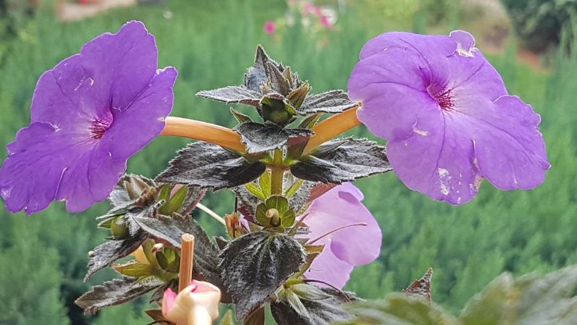 Tot cel din jardiniera - Odessa Blue p