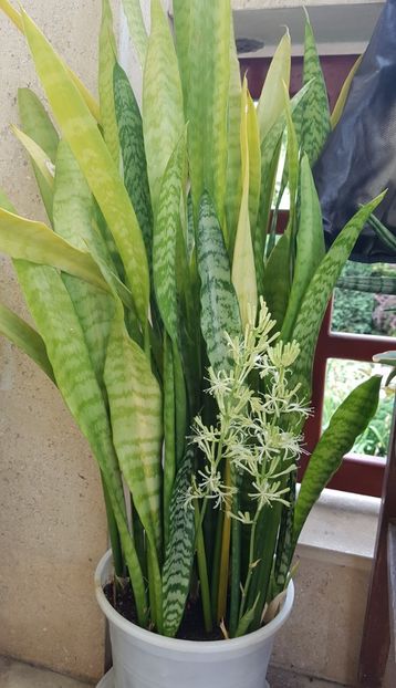 2022 - Sansevieria