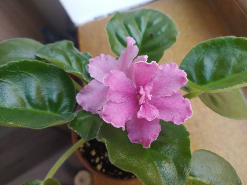 30 iulie 2022 - VaT Britni