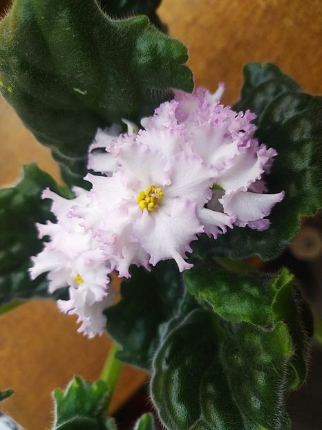 30 iulie 2022 - AV Monplezir