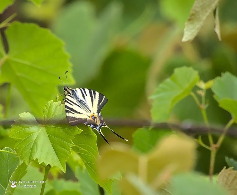 butt5466 - FLUTURI - BUTTERFLYS